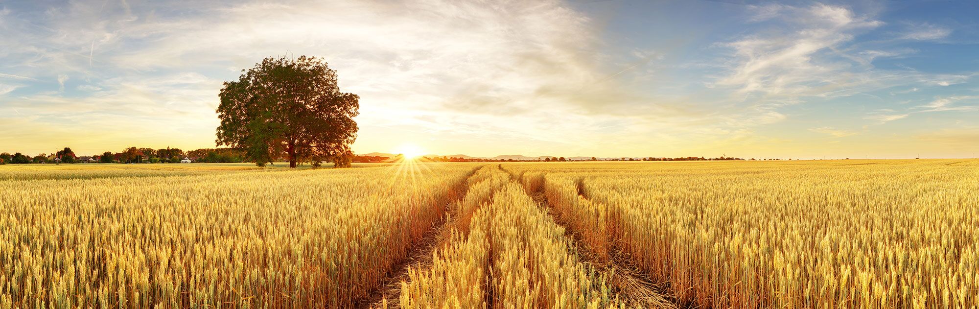 Baum im Getreidefeld mit Fahrgassen